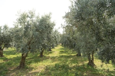 Bahar zamanı yeşil zeytin bahçesi. Bursa. Türkiye