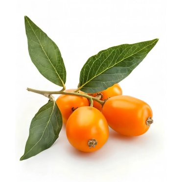 Bir grup izole edilmiş beyaz arka planda deniz dikenleri. jpg