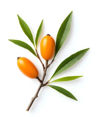 Yapraktan izole edilmiş beyaz arkaplan dikenleri. Paket tasarımı için örnek