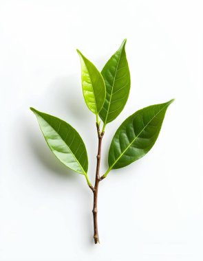 Yeşil çay yaprakları izole edilmiş beyaz arka plan. tasarımcılar için bir örnek