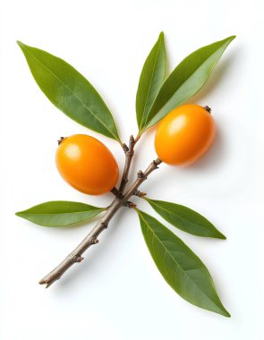 İki dikenli yaprak beyaz arka plan. Paket tasarımı için örnek