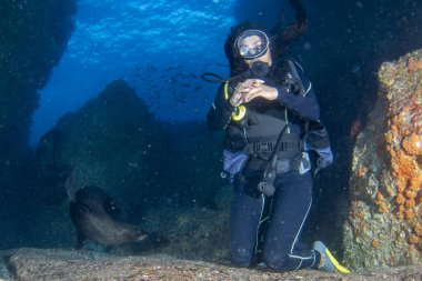 Kadın dalgıç güzel Latin Meksikalı kız deniz aslanlarıyla dalıyor.