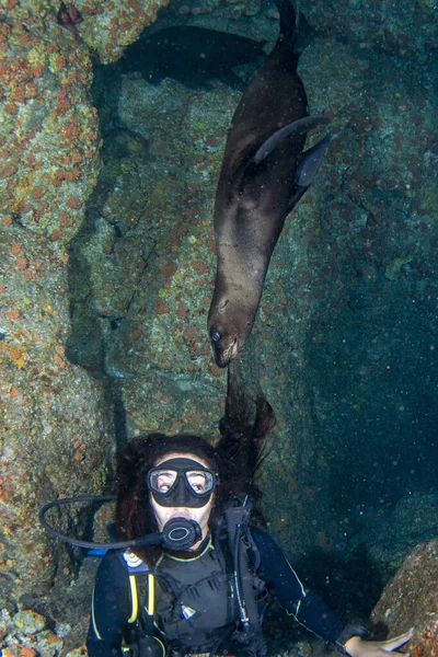 코르테즈 바다에서 바다사자와 잠수하는 — 스톡 사진