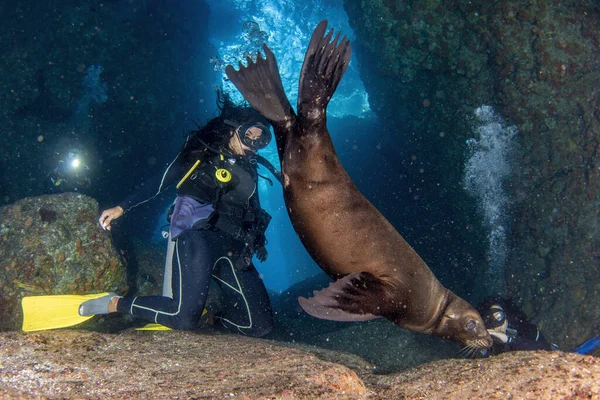 Woman Diving Sea Lions Cortez Sea — Stock Photo, Image