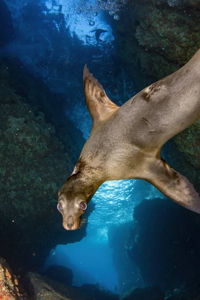 Buceo Con Lobos Marinos Cortez Sea Mexico — Foto de Stock