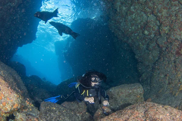 Potápění Lachtanů Cortez Moře Mexiko — Stock fotografie