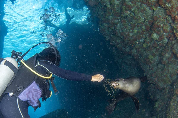 바다사자와 잠수하는 아름다운 라티나 멕시코 스쿠버 다이버 — 스톡 사진