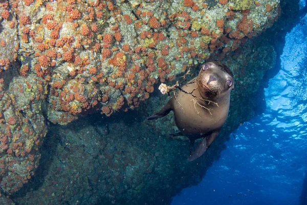 Dykning Med Sjölejon Cortez Sea Mexico — Stockfoto