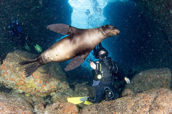 Woman Scuba Diver Beautiful Latina Mexican Girl Diving Sea Lions — Stock Photo, Image