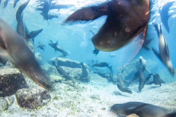 코르테즈해 멕시코에서 바다사자들 잠수하는 — 스톡 사진