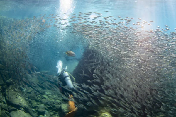 Diving Sardines Bait Ball Underwater — Stock Photo, Image