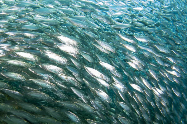 Duiken Sardines Lokbal Onder Water — Stockfoto
