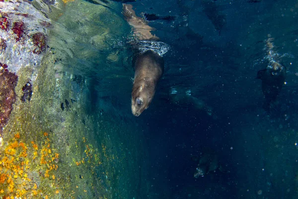 Diving Sea Lions Cortez Sea Mexico — Stock Photo, Image