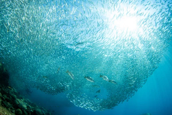 Diving Sardines Bait Ball Underwater — Stock Photo, Image