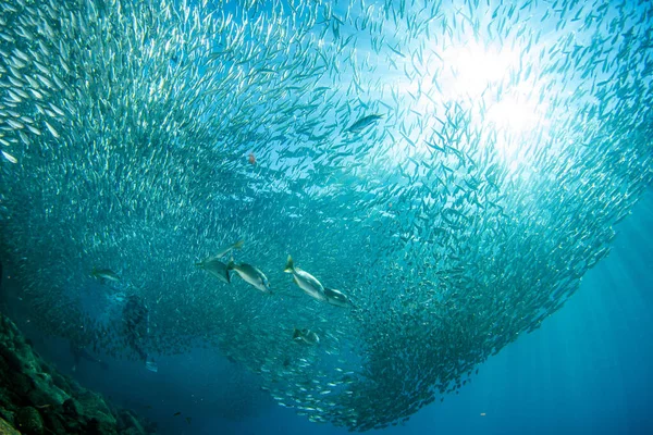 Tauchen Sardinen Köderball Unter Wasser — Stockfoto