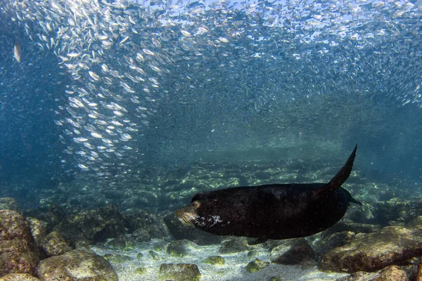 Самцы Морских Львов Идут Море Кортес Мексико — стоковое фото