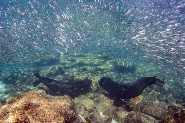 Männliche Seelöwen Kämpfen Unter Wasser Cortez Meer Mexiko — Stockfoto