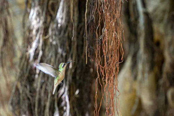 在墨西哥Baja California的一棵树附近飞行的嗡嗡鸟 — 图库照片