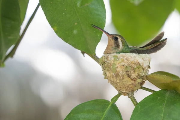 Colibri Oiseau Dans Son Nid Sur Arbre — Photo