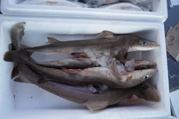 Dogfish Shark Sale Fish Market Detail — Stock Photo, Image