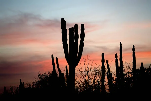 Baja California Mexiko Kakteensilhouette Bei Sonnenuntergang — Stockfoto