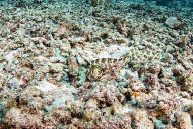 Yılan balığı leopar moray su altı portresi yuvanın dışında