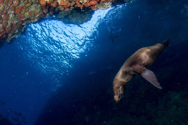 Verspielte Seelöwen Unter Wasser Kommen Ihnen — Stockfoto