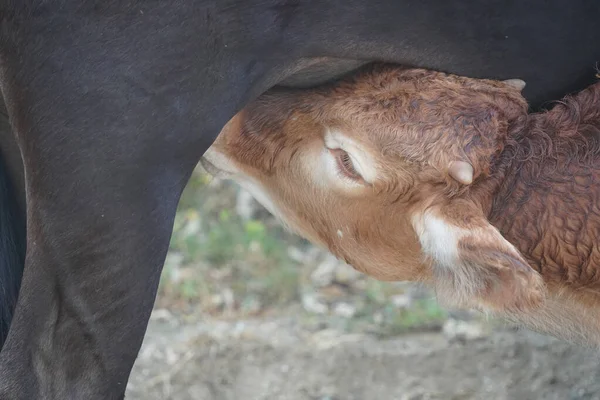 Bebé Ternera Recién Nacido Ternera Lactancia Detalle Vaca —  Fotos de Stock