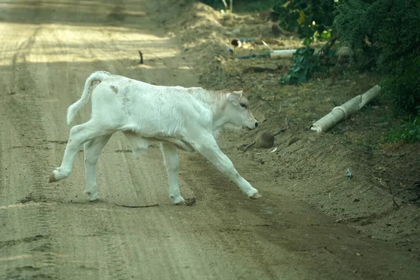 Veal Baby Newborn White Calf Cow Running — Stock Photo, Image