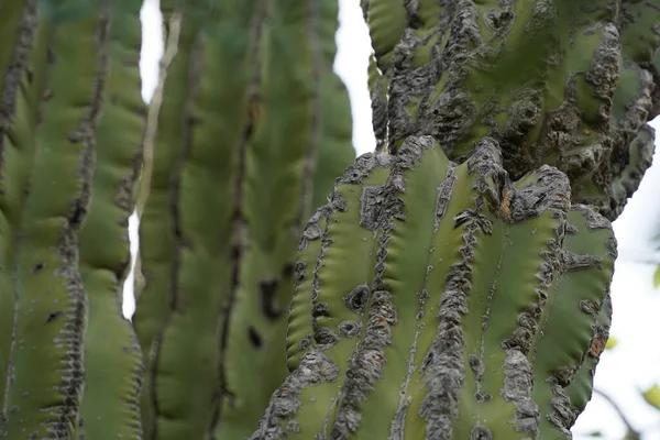 Мексиканский Кактус Шипы Подробно Баха California Сюр — стоковое фото