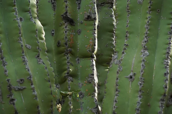 Мексиканский Кактус Шипы Подробно Баха California Сюр — стоковое фото