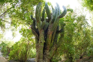 Meksika baja california Çünkü dev kaktüs  