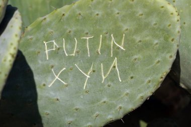 Kaktüse kazınmış putin xyn grafitisi.