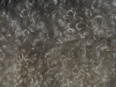 Koyun beyaz kıvırcık yün detayı. Yaklaş.