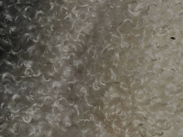 Koyun Beyaz Kıvırcık Yün Detayı Yaklaş — Stok fotoğraf