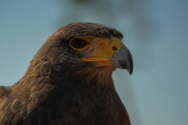 Harris Akbaba, sana bakarak portreyi kapat.