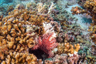 Dikenli taç deniz yıldızı mercan yiyor ve beyaza boyuyor.