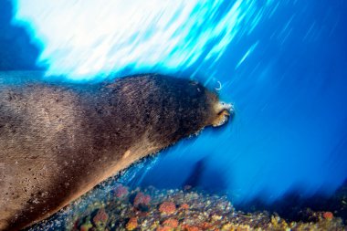 Galapagos 'u su altında dalarken deniz aslanı sana doğru geliyor.