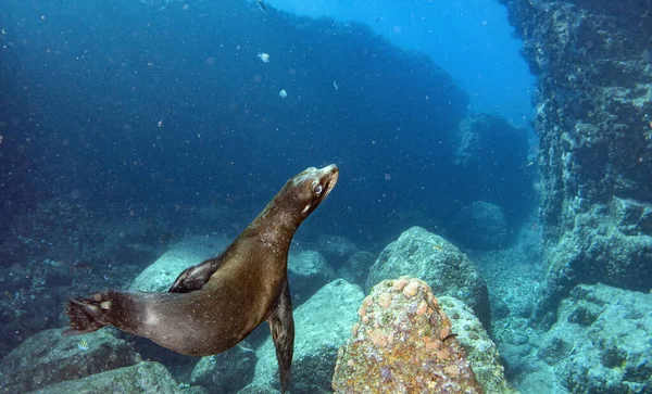Galapagos Altında Dalarken Deniz Aslanı Sana Doğru Geliyor — Stok fotoğraf