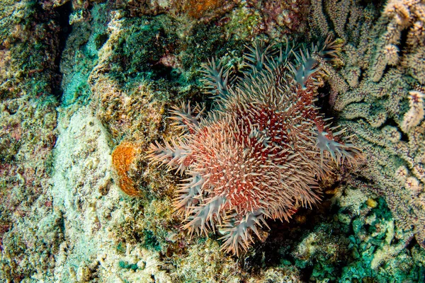 Korona Cierni Morze Gwiazda Jedzenie Koralowca Wybielając Biały — Zdjęcie stockowe