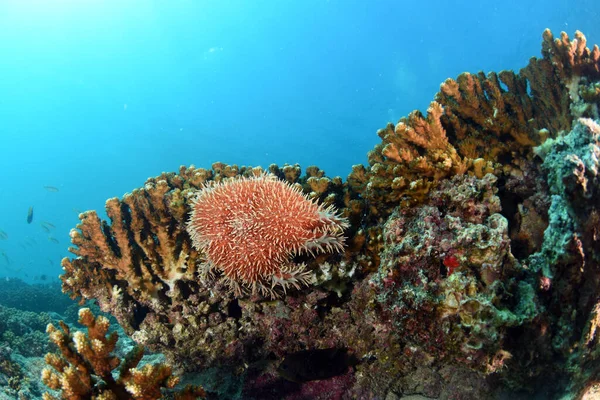 トゲの冠海の星がサンゴを食べ白に漂白 — ストック写真