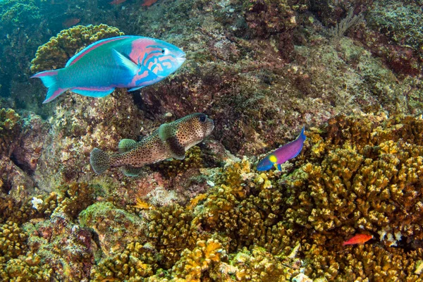 Många Olika Färgglada Fiskar Medan Dykning Cabo Pulmo Baja Cand — Stockfoto