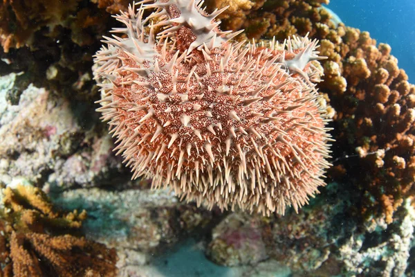 荆棘的冠冕 海星吃珊瑚并漂白它 — 图库照片
