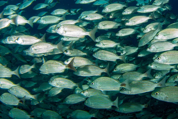 Uvnitř Sardinky Návnada Míč Ryby Cortez Moře Potápění Cabo Pulmo — Stock fotografie