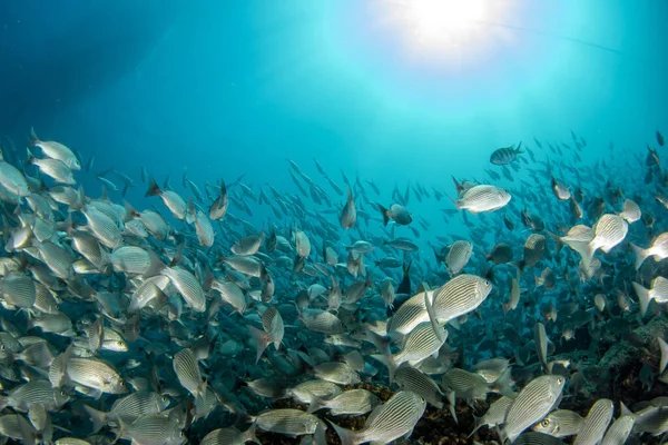 Μέσα Σαρδέλες Δόλωμα Ψάρια Μπάλα Cortez Θάλασσα Καταδύσεις Cabo Pulmo — Φωτογραφία Αρχείου