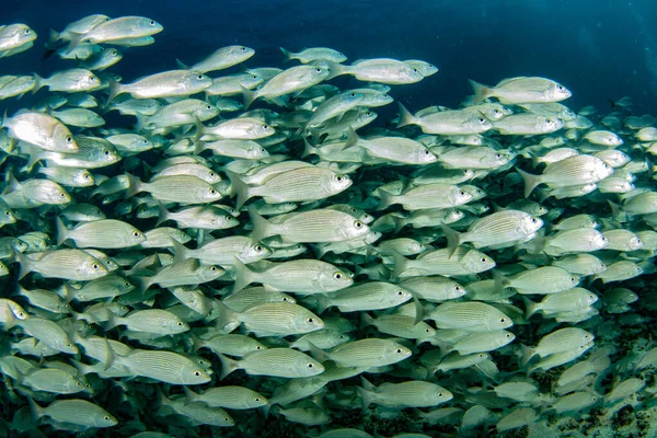 Внутри Сардины Приманка Мяч Рыбы Кортез Море Дайвинг Cabo Pulmo — стоковое фото