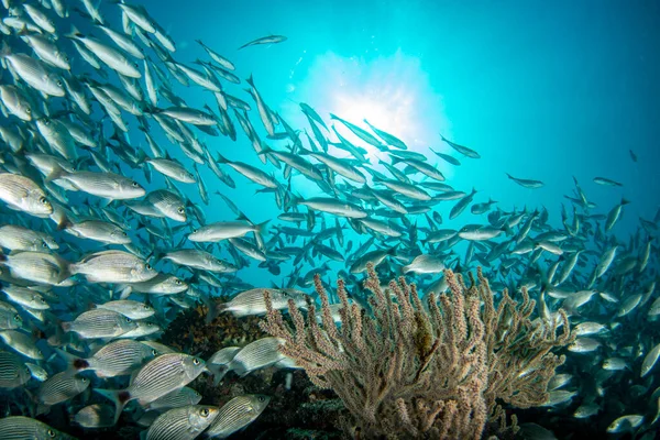 Uvnitř Sardinky Návnada Míč Ryby Cortez Moře Potápění Cabo Pulmo — Stock fotografie