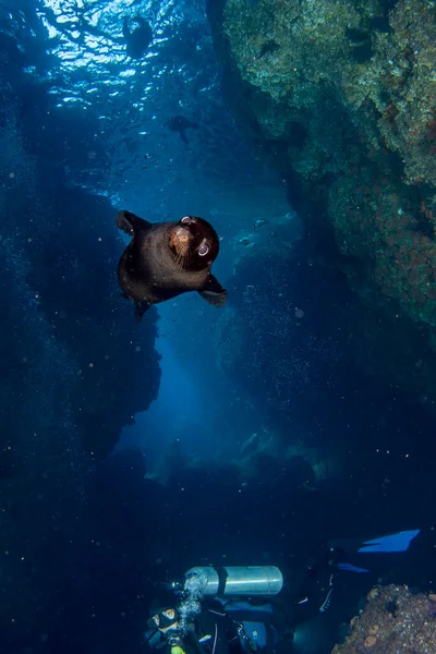 코르테즈 바다사자와 잠수하는 — 스톡 사진
