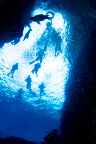 Diving Sea Lions Cortez Sea Underwater — Stock Photo, Image