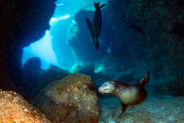 속에서 갈라파고스를 잠수하는 바다사자 — 스톡 사진